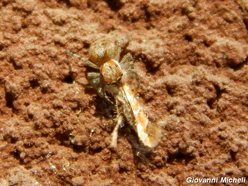 Piccolo ragno da ID preda Cameraria ohridella Gracillaridae